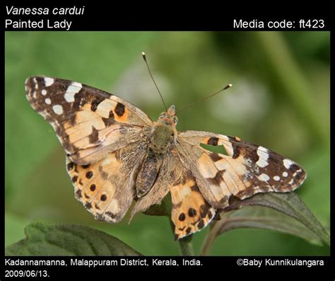 Vanessa Cardui Linnaeus 1758 Painted Lady Butterfly