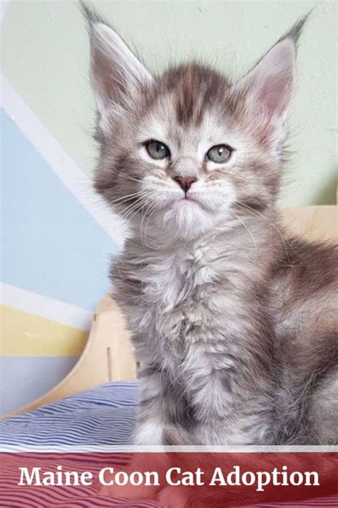 Our store also offers grooming, adoptions and curbside pickup. Pin on Maine Coon Adoption