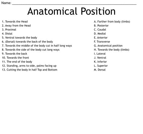Anatomical Position Worksheet Wordmint