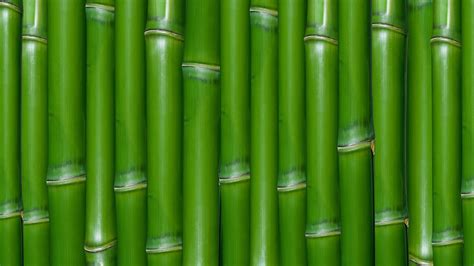 46 Bamboo Pictures Wallpaper