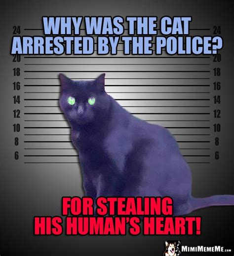 Criminal Cat Jokes Mugshot Kitty Riddles Illegally Funny