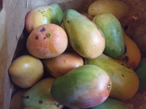 Jamaican East Indian Mango Jamaicajamaica