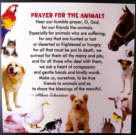 We came together in 1997 through our mutual concern for the steady. For the Animals