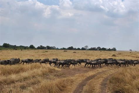 2 Days Masai Mara Safari Wildlife African Wildebeests Kenya Safari