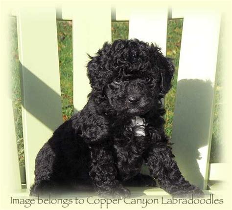 Loves companionship of a dog more than grooming. Little black curly puppy. | Black labradoodle, Black puppy ...