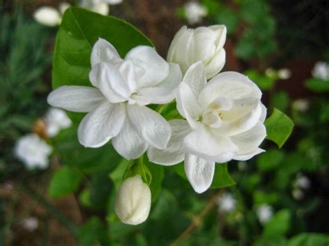 Mullapoo Smells Soooo Good Fragrant Flowers Jasmine Flower