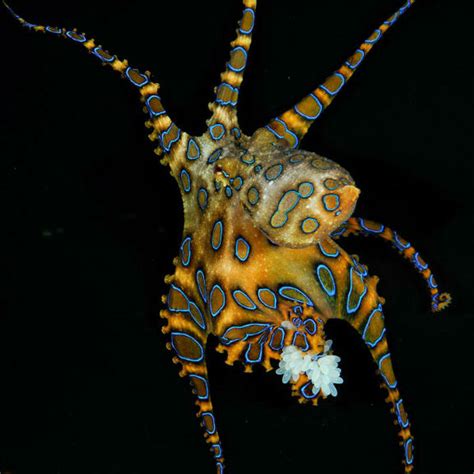 Scienceshot How The Blue Ringed Octopus Flashes Its Bling Science Aaas