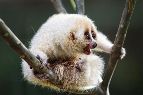 Cute But Deadly 6 Adorable Animals That Are Surprisingly