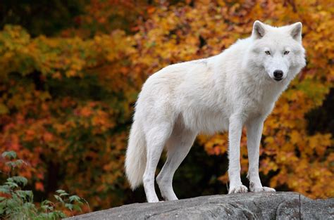 Wolf Facts, History, Useful Information and Amazing Pictures