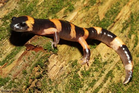 California Salamanders Flashcards By Proprofs