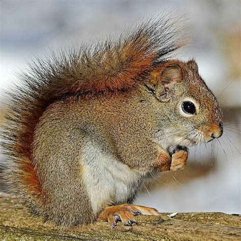 Canadas Red Squirrels Find That Neighbourliness Aids Survival