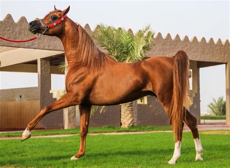 The Arabian Equine Perfection Defined