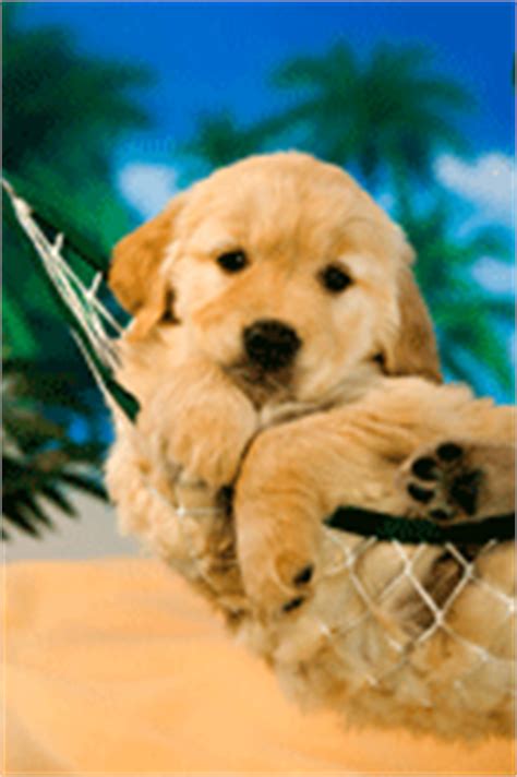 Golden retrievers are among america's most popular breeds. Board & Train | Tropical Dog Training (877) 689-DOGS