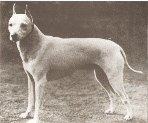 Old English White Terrier 1890s Now Extinct Extinct And Endangered