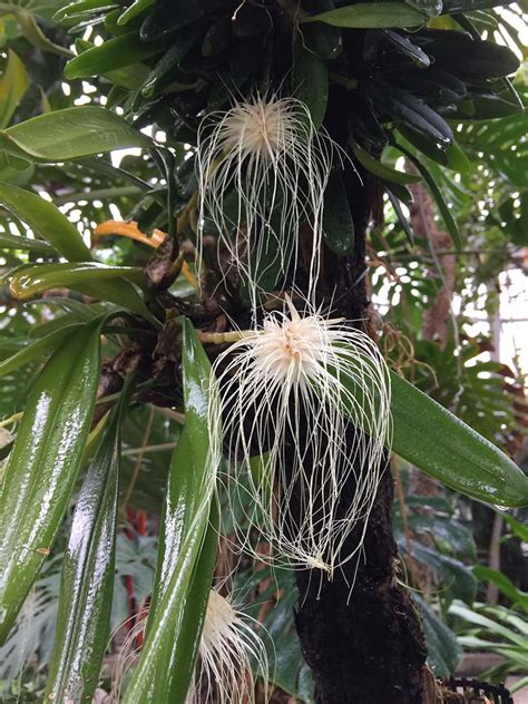 See more ideas about indiana, bloomington, bloomington indiana. Bulbophyllum medusae: Orchids: Featured plants: Biology ...
