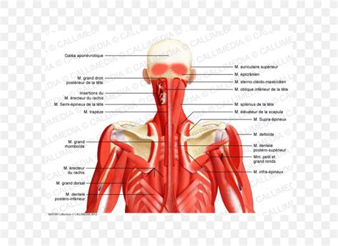 Human Neck Muscle Diagram The Spinal Column Contains About Two Dozen