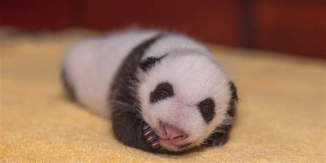 1 Month And Growing National Zoos Baby Panda Is As Round As It Is