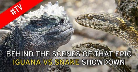 Bbc Planet Earth Iguana Vs Snakes Behind The Scenes Dailynews