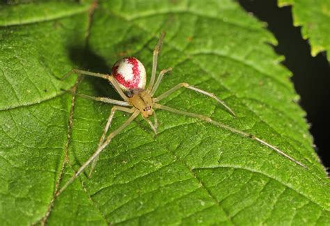 The Nhbs Guide To Uk Spider Identification