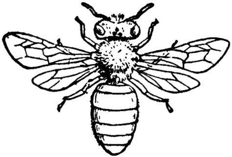As part of the cool drawings series, natalie has whether your finished coloring picture looks like natalies or not, that really doesn't matter! Insect Honey Bee Coloring Pages | Coloring Sky