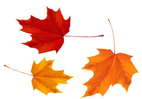 Red And Yellow Maple Leaves Png Image For Free Download
