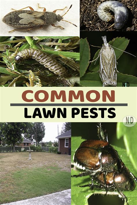Common Lawn Pests Nikki Lynn Design