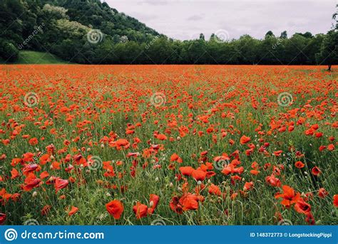 Beautiful Summer Field With Red Poppy Flowers In Full Bloom Idyllic