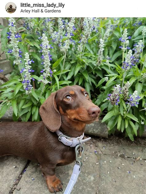 What Size Collar Does A Dachshund Need