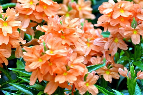 Growing Crossandra Flower How To Grow Crossandra In A Container