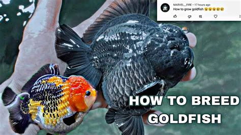 How To Breed Goldfishgoldfish In Bowllukes Goldieshow To Breed