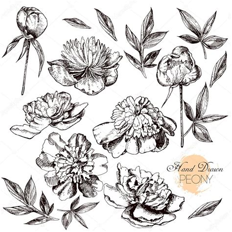 Engraved Hand Drawn Illustrations Of Ornate Peonies Stock Vector Image