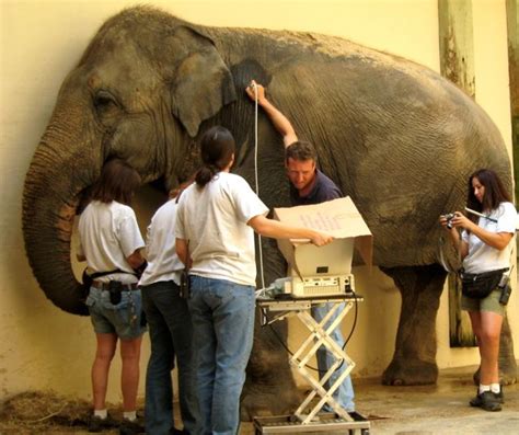 Learn all about my incredible veterinary externship at the National Zoo
