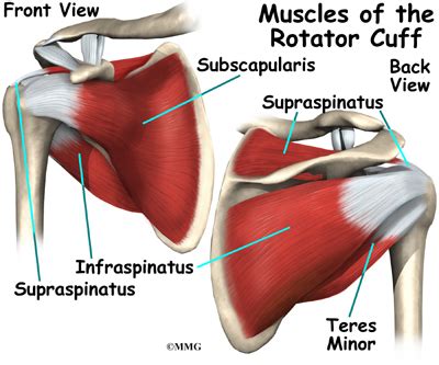 In this context, we refer to structures within the this diagram shows how all of the components of the shoulder come together during throwing, with the red star indicating the point at which the rotator cuff. Shoulder Anatomy | eOrthopod.com