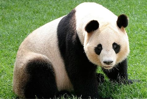 Panda Wild Republic