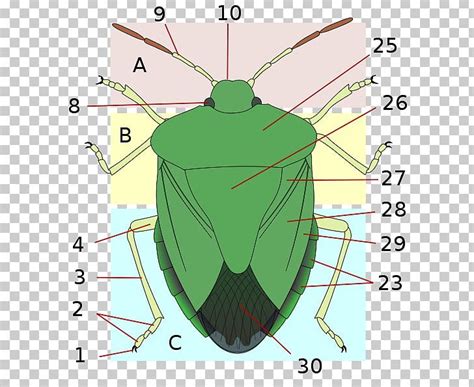 Insect Hemiptera Heteroptera Stink Bugs Scutellum Png Clipart Amp