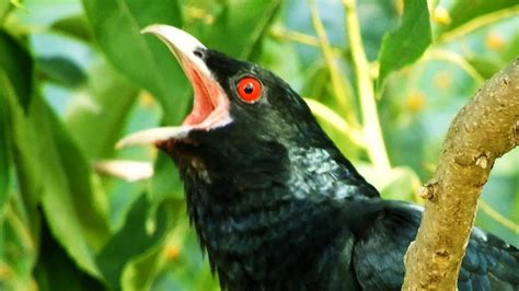 Koel Bird Sound 4k Koyal Ki Awaz Koyal Bird Singing Sound Cuckoo