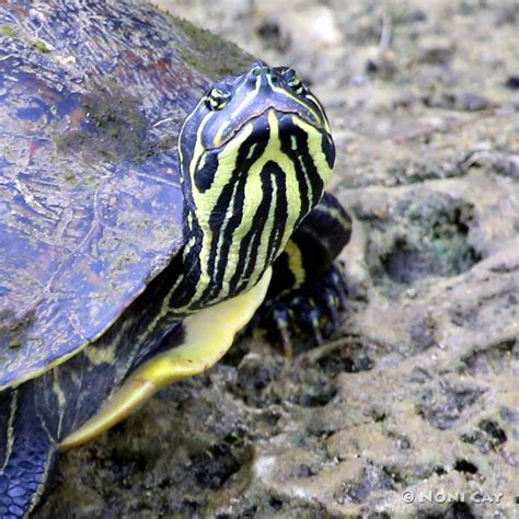 Yellow Bellied Slider Noni Cay Photography