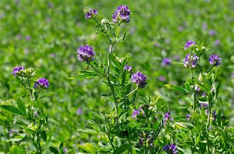 Alfalfa Plant Britannica