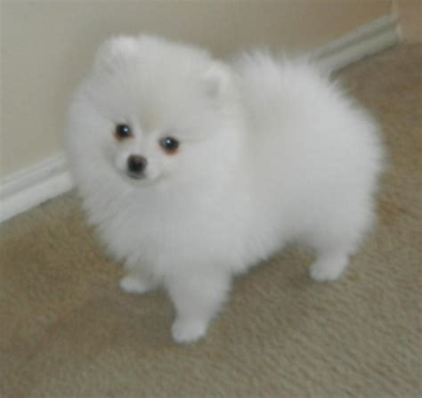 We offer a beautiful selection of the best quality and health of teacup puppies. Pom Health