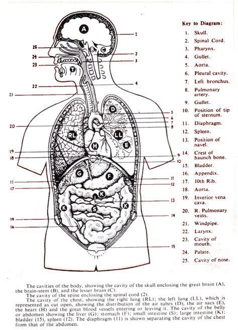 Diagram Unlabeled Human Body Diagram Mydiagramonline