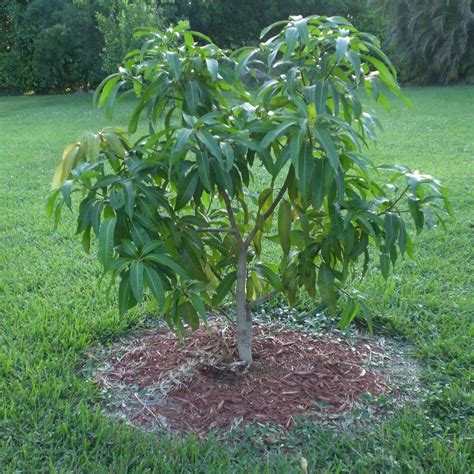 The mango trees of age 10 years and more may fruit only alternating years. 10 MANGO TREE LIVE PLANTS - ALL CLIMATE | Bangalore Agrico