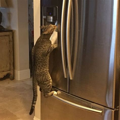 Cat Climbs Refrigerator To Drink Water And Get Turnt