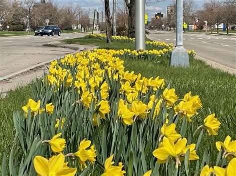 Public Invited To Enjoy 25 Million Daffodils Now Blooming In Detroit