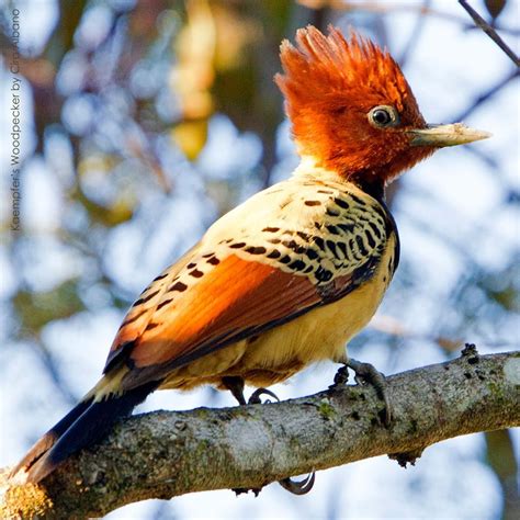 Celebrities whose first name is a bird. Kaempfer's Woodpecker. Photo by Cyril Albano. (this photo ...