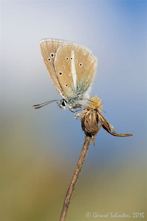 Gerard Schouten Nature Photography Butterfly Paradise