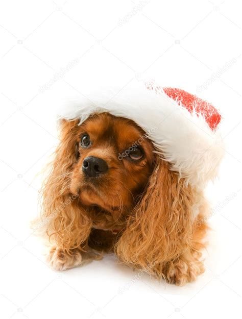 Cute Dog In Santa Hat — Stock Photo © Rihardzz 1438183