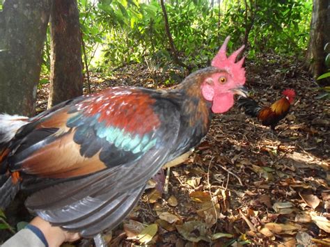 Check spelling or type a new query. Gambar Ayam Hutan Asli - Gambar C