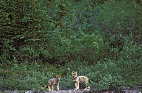 Wolf Pups Denali National Park Alaska Photos By Ron Niebrugge