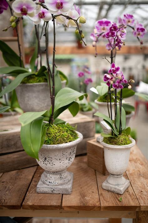 Orchid Planters By West Coast Gardens Orchids Orchid Planters Garden Planters Diy