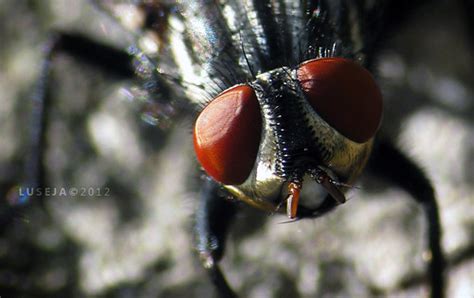 What Fly Eyes Super Macro Luseja Flickr